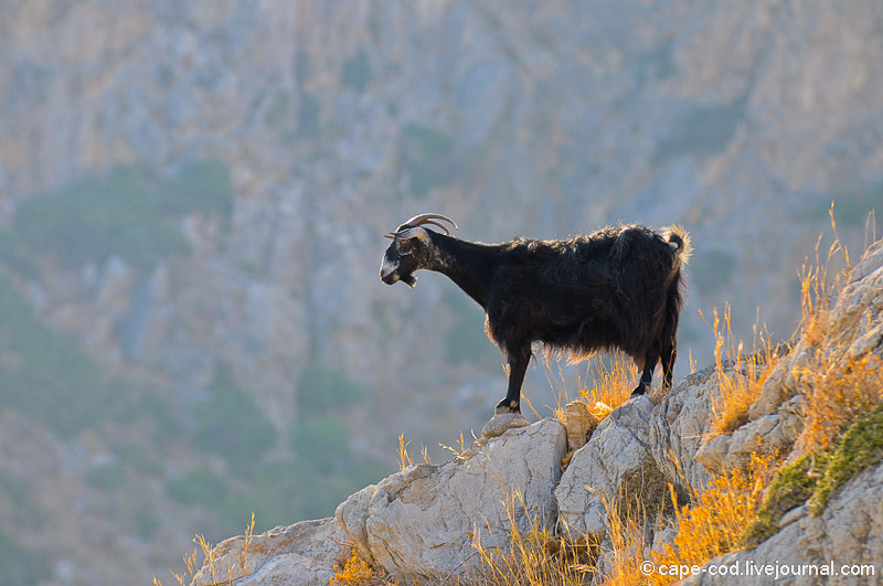 горный козёл, Крит